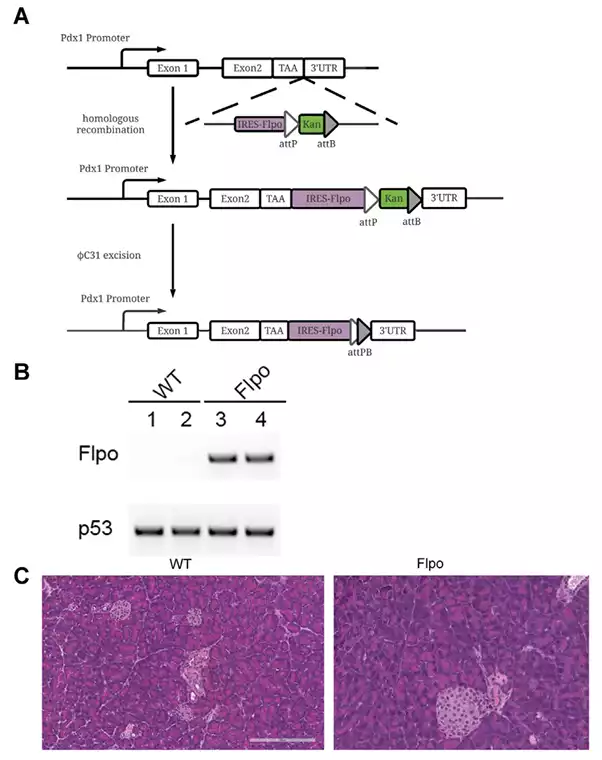 Publication